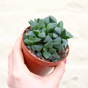 Haworthia Retusa