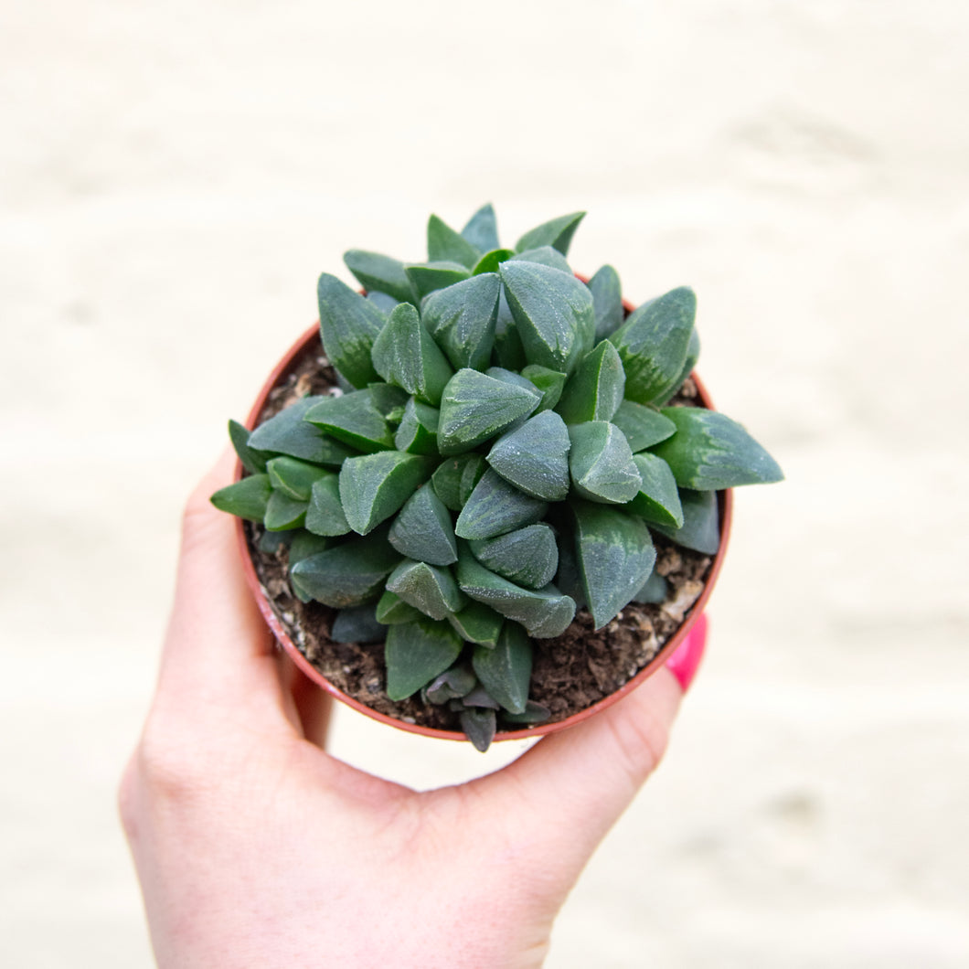 Haworthia Retusa