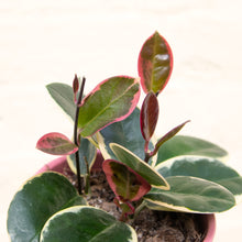 Load image into Gallery viewer, Hoya Australis Blondie
