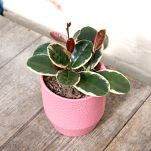 Load image into Gallery viewer, Hoya Australis Blondie
