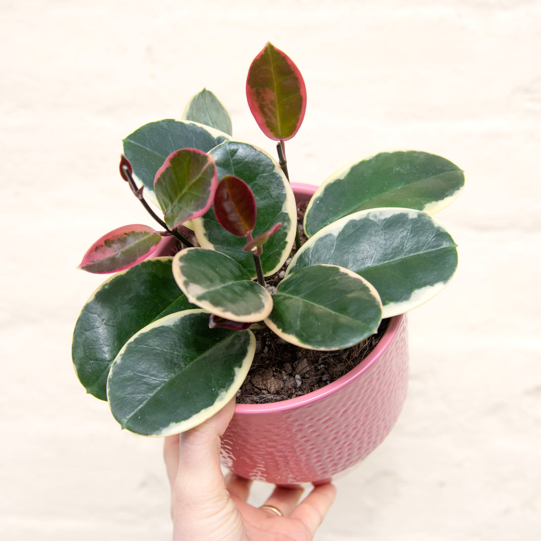 Hoya Australis Blondie