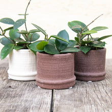 Load image into Gallery viewer, Hoya Chouke
