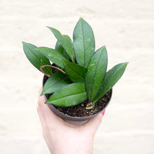 Load image into Gallery viewer, Hoya Crassipetiolata

