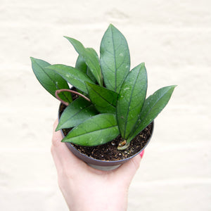 Hoya Crassipetiolata