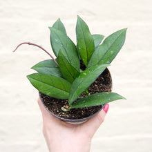 Load image into Gallery viewer, Hoya Crassipetiolata
