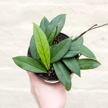 Load image into Gallery viewer, Hoya Crassipetiolata
