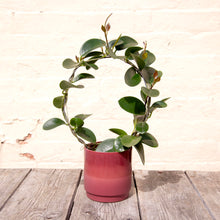 Load image into Gallery viewer, Hoya Australis Hoop Trellis
