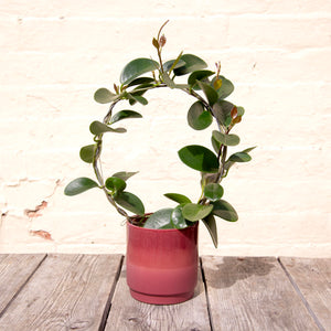Hoya Australis Hoop Trellis