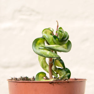 Hoya 'Mauna Loa' Variegated Hindu Rope Plant