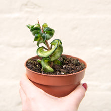 Load image into Gallery viewer, Hoya &#39;Mauna Loa&#39; Variegated Hindu Rope Plant
