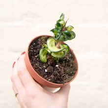 Load image into Gallery viewer, Hoya &#39;Mauna Loa&#39; Variegated Hindu Rope Plant

