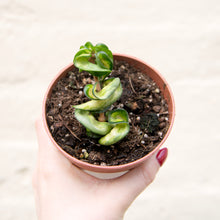 Load image into Gallery viewer, Hoya &#39;Mauna Loa&#39; Variegated Hindu Rope Plant
