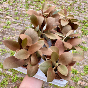 Kalanchoe Orgyalis 'Copper Spoon Plant'