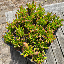 Load image into Gallery viewer, Crassula &#39;Hobbit&#39; (2 sizes)
