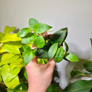 Aeschynanthus Marmoratus 'Zebra Basket Vine' Propagation Pot