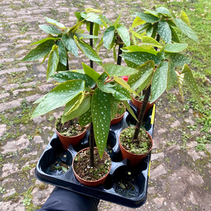 Begonia Tamaya Maculata