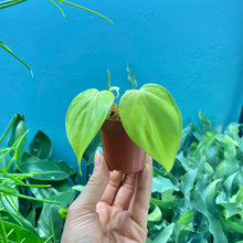 Load image into Gallery viewer, Philodendron &#39;Lemon Lime&#39; Propagation Pots
