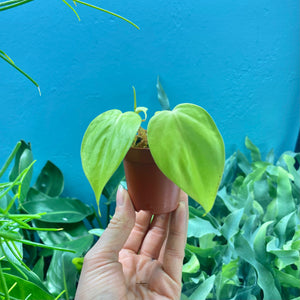 Philodendron 'Lemon Lime' Propagation Pots