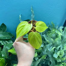 Load image into Gallery viewer, Philodendron &#39;Lemon Lime&#39; Propagation Pots
