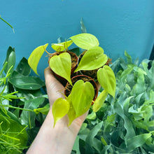 Load image into Gallery viewer, Philodendron &#39;Lemon Lime&#39; Propagation Pots
