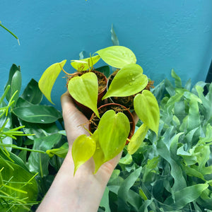 Philodendron 'Lemon Lime' Propagation Pots