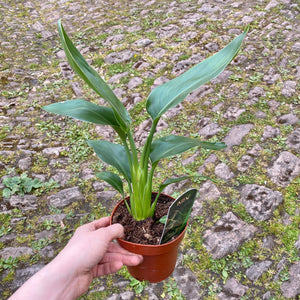 Strelitzia Reginae 'Orange Bird of Paradise'