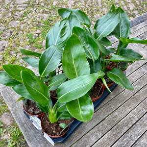 Strelitzia Reginae 'Orange Bird of Paradise'