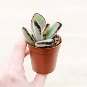 Kalanchoe Tomentosa 'Panda Plant'