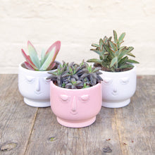 Load image into Gallery viewer, Kalanchoe Tubiflora &#39;Pink Butterfly&#39;
