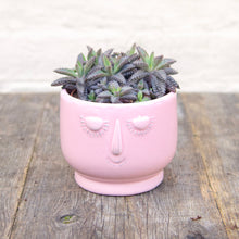 Load image into Gallery viewer, Kalanchoe Tubiflora &#39;Pink Butterfly&#39;
