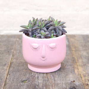 Kalanchoe Tubiflora 'Pink Butterfly'