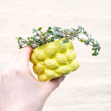 Load image into Gallery viewer, Lemon Plant Pot
