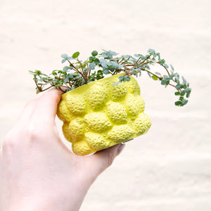Lemon Plant Pot