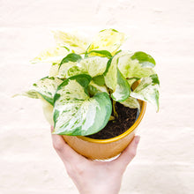Load image into Gallery viewer, Pothos Collection: Marble Queen, Happy Leaf, Neon &amp; Global Green
