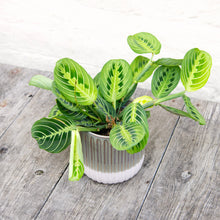Load image into Gallery viewer, Maranta &#39;Lemon Lime&#39; (Prayer Plant)

