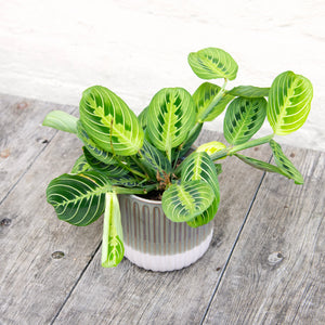 Maranta 'Lemon Lime' (Prayer Plant)