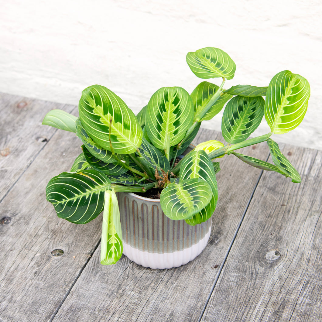 Maranta 'Lemon Lime' (Prayer Plant)