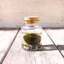 Load image into Gallery viewer, Marimo Moss Ball Terrarium

