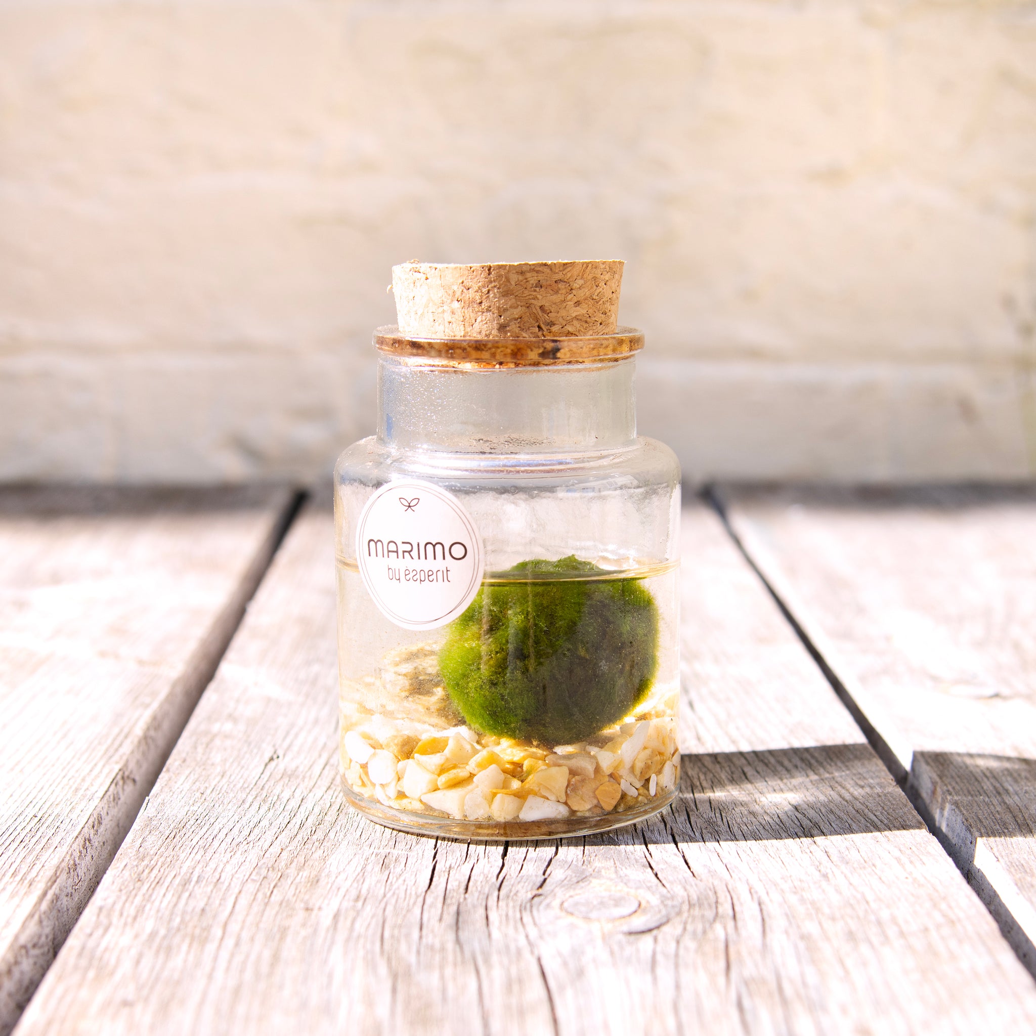 Marimo Moss Ball Terrarium Moose Plant Shop