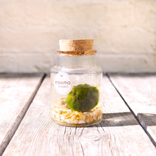 Load image into Gallery viewer, Marimo Moss Ball Terrarium
