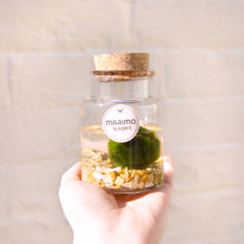 Load image into Gallery viewer, Marimo Moss Ball Terrarium
