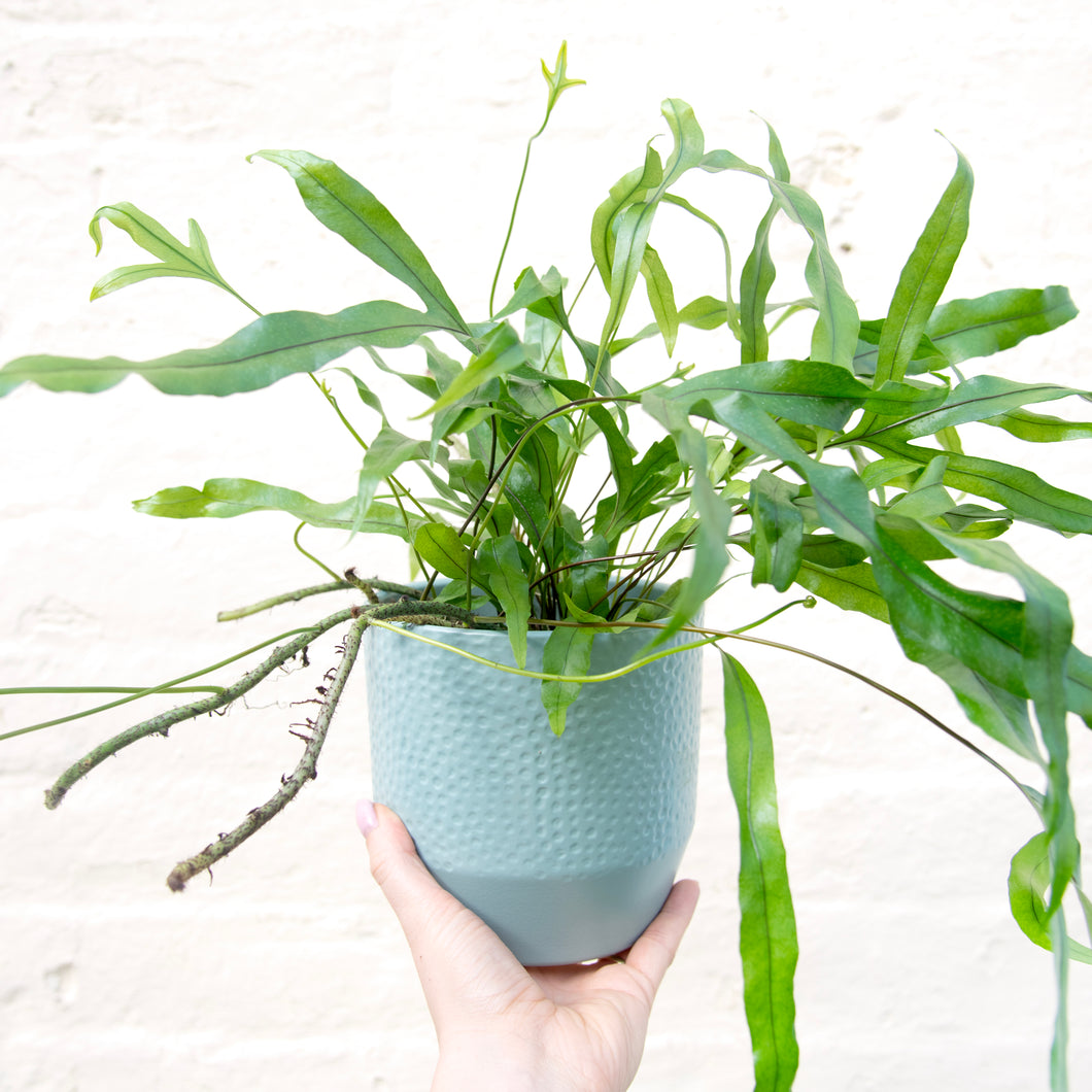 Microsorum Diversifolium 'Kangaroo Fern'