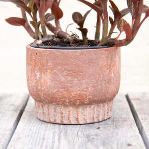 Nature Plant Pot 13.5cm