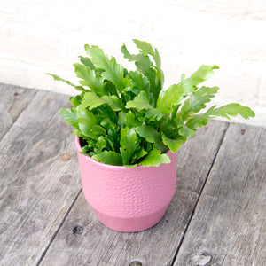 Asplenium Nidus 'Campio' - Bird's Nest Fern