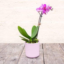 Load image into Gallery viewer, Phalaenopsis &#39;Moth Orchid&#39; &amp; Pot
