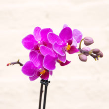 Load image into Gallery viewer, Phalaenopsis &#39;Moth Orchid&#39; &amp; Pot
