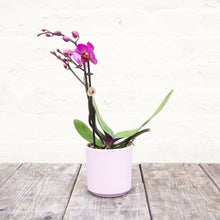 Load image into Gallery viewer, Phalaenopsis &#39;Moth Orchid&#39; &amp; Pot
