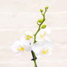 Load image into Gallery viewer, Phalaenopsis &#39;Moth Orchid&#39; &amp; Pot
