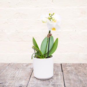 Phalaenopsis 'Moth Orchid' & Pot