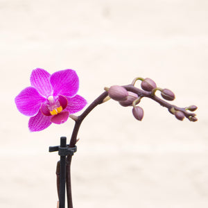 Phalaenopsis 'Moth Orchid' & Pot